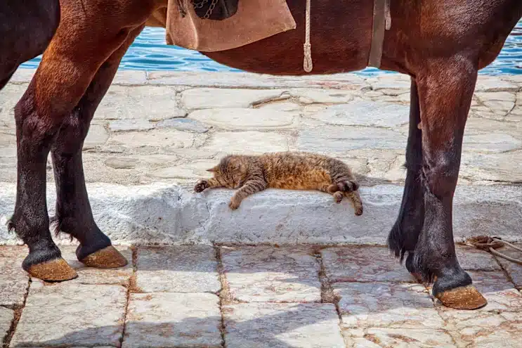 A sleeping cat lying under a horse on a cobbled path at the waterfront in Hydra.